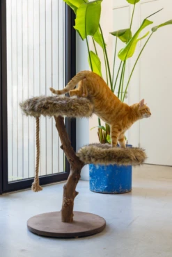 Designed By Lotte DBL Houte Krabmeubel Aviva - Bruin - 50x50x68cm -Huisdier Uitgebreid Winkel dbl houte krabmeubel aviva bruin 50x50x68cm designed by lotte 4