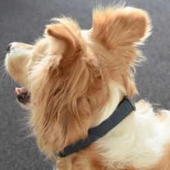 Flamingo Halsband Delu Blauw - Leer - 47-57cm 30mm - Hondenhalsband -Huisdier Uitgebreid Winkel halsband delu blauw leer hondenhalsband 3 4