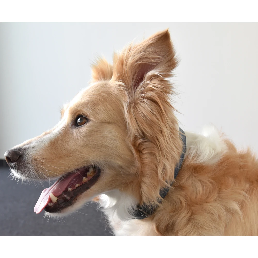 Flamingo Halsband Delu Blauw - Leer - 38-48cm 25mm - Hondenhalsband 6 Flamingo Halsband Delu Blauw - Leer - 38-48cm 25mm - Hondenhalsband - Afbeelding 4