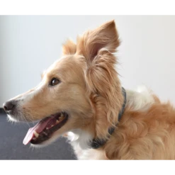 Flamingo Halsband Delu Blauw - Leer - 47-57cm 30mm - Hondenhalsband -Huisdier Uitgebreid Winkel halsband delu blauw leer hondenhalsband 4 4